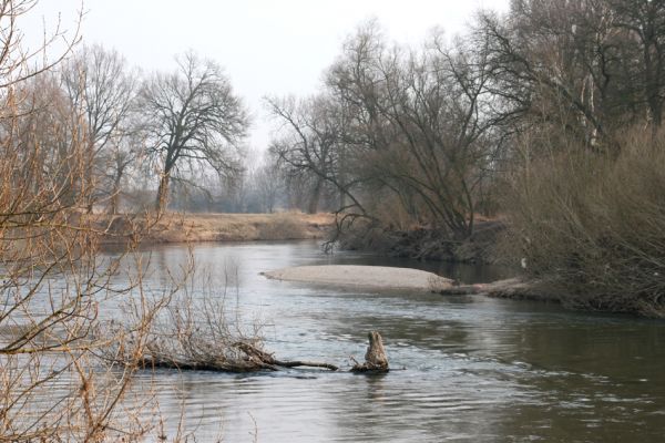 Bukovina nad Labem, 15.3.2011
Meandr Labe na jaře. 
Mots-clés: Bukovina nad Labem Labe Negastrius pulchellus Zorochros quadriguttatus dermestoides