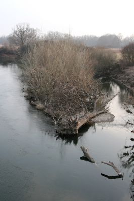 Bukovina nad Labem, 15.3.2011
Meandr Labe na jaře. 
Klíčová slova: Bukovina nad Labem Labe Negastrius pulchellus Zorochros quadriguttatus dermestoides