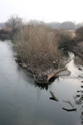 Bukovina nad Labem, 15.3.2011
Meandr Labe na jaře. 
Mots-clés: Bukovina nad Labem Labe Negastrius pulchellus Zorochros quadriguttatus dermestoides