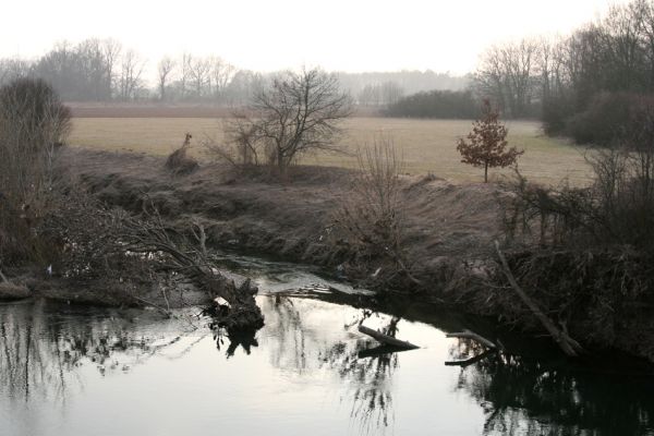 Bukovina nad Labem, 15.3.2011
Meandr Labe na jaře. 
Klíčová slova: Bukovina nad Labem Labe Negastrius pulchellus Zorochros quadriguttatus dermestoides