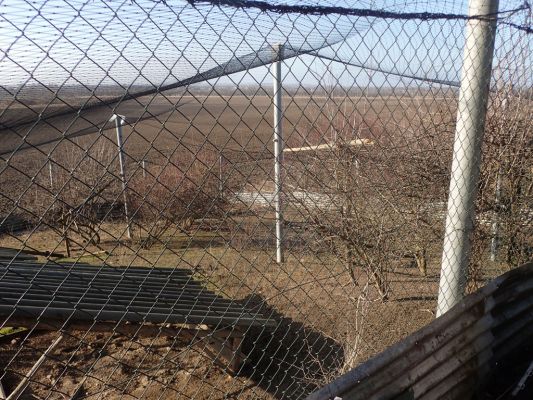 Bukovina, 18.1.2022
Bažantnice v třešňovce.
Klíčová slova: Černilov Bukovina třešňovka