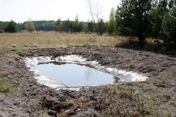 Bukovina nad Labem, 21.4.2011
V těsném sousedství lokality kovaříků Cardiophorus asellus a Dicronychus equisetioides ve východní části elektrárenského odkaliště byly zbudovány experimentální vodní plochy. 
Keywords: Bukovina nad Labem popílkoviště Dicronychus equisetioides Cardiophorus asellus