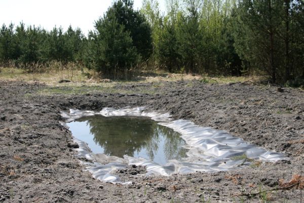 Bukovina nad Labem, 21.4.2011
V těsném sousedství lokality kovaříků Cardiophorus asellus a Dicronychus equisetioides ve východní části elektrárenského odkaliště byly zbudovány experimentální vodní plochy. 
Klíčová slova: Bukovina nad Labem popílkoviště Dicronychus equisetioides Cardiophorus asellus