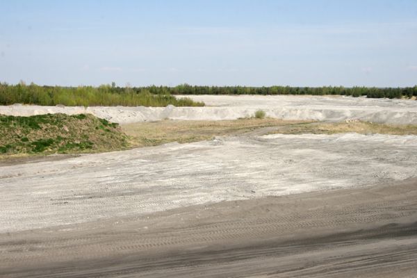 Bukovina nad Labem, 21.4.2011
Lokalita svižníka Cicindela arenaria ve východní části elektrárenského odkaliště. V jejím okolí narůstají nové vrstvy popílku. 
Schlüsselwörter: Bukovina nad Labem popílkoviště Cicindela arenaria vienensis