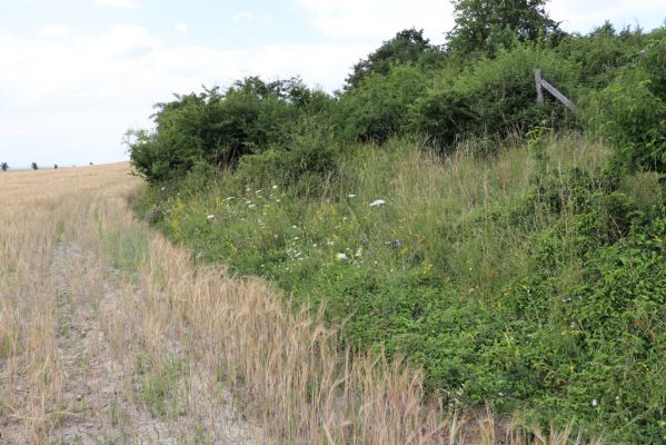 Černilov, Bukovina, 22.7.2021
Jihozápadní okraj zpustlé třešňovky u Okrouhlíku.
Keywords: Černilov Bukovina třešňovka Piletice Agriotes gallicus