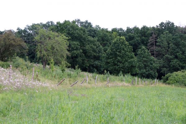Hradec Králové, Piletice, 22.7.2021
Východní část třešňovky u Okrouhlíku byla osázena borovicemi. A to je pořádná ochranářská ostuda...
Klíčová slova: Hradec Králové Piletice třešňovka Piletice