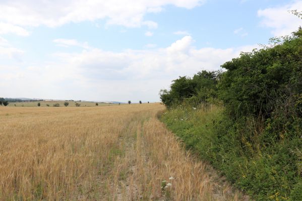 Černilov, Bukovina, 22.7.2021
Jižní okraj zpustlé třešňovky u Okrouhlíku.
Klíčová slova: Černilov Bukovina třešňovka Piletice