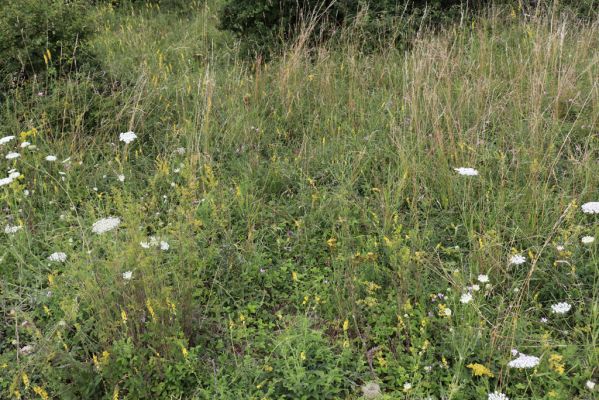 Černilov, Bukovina, 22.7.2021
Zpustlá třešňovka u Okrouhlíku.
Schlüsselwörter: Černilov Bukovina třešňovka Piletice Agriotes gallicus