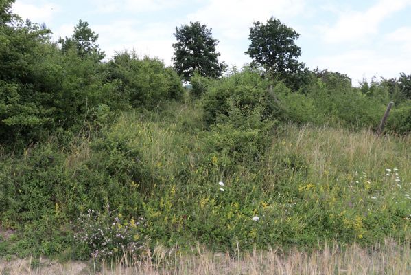 Černilov, Bukovina, 22.7.2021
Zpustlá třešňovka u Okrouhlíku.
Keywords: Černilov Bukovina třešňovka Piletice Agriotes gallicus