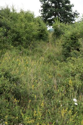Černilov, Bukovina, 22.7.2021
Zpustlá třešňovka u Okrouhlíku.
Klíčová slova: Černilov Bukovina třešňovka Piletice Agriotes gallicus