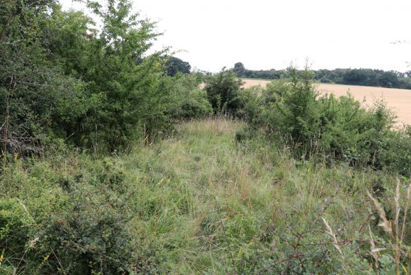 Černilov, Bukovina, 22.7.2021
Zpustlá třešňovka u Okrouhlíku.
Klíčová slova: Černilov Bukovina třešňovka Piletice Agriotes gallicus