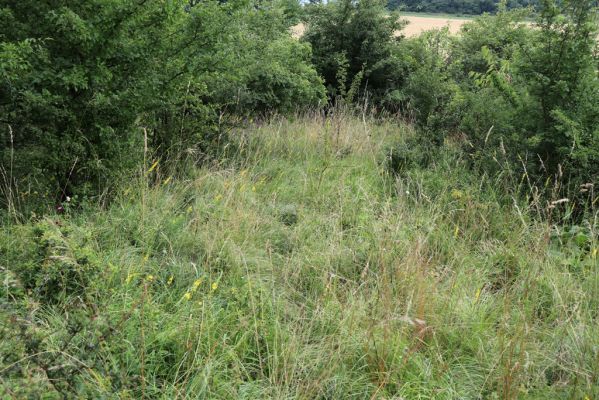 Černilov, Bukovina, 22.7.2021
Zpustlá třešňovka u Okrouhlíku.
Schlüsselwörter: Černilov Bukovina třešňovka Piletice Agriotes gallicus