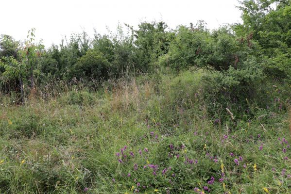 Černilov, Bukovina, 22.7.2021
Zpustlá třešňovka u Okrouhlíku.
Klíčová slova: Černilov Bukovina třešňovka Piletice Agriotes gallicus