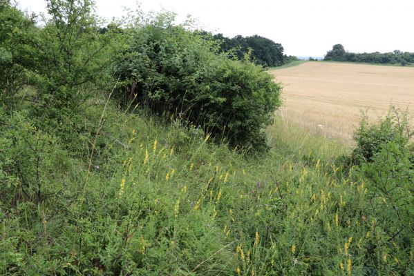 Černilov, Bukovina, 22.7.2021
Zpustlá třešňovka u Okrouhlíku.
Klíčová slova: Černilov Bukovina třešňovka Piletice Agriotes gallicus