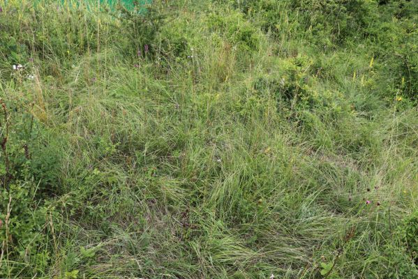 Černilov, Bukovina, 22.7.2021
Zpustlá třešňovka u Okrouhlíku.
Klíčová slova: Černilov Bukovina třešňovka Piletice Agriotes gallicus