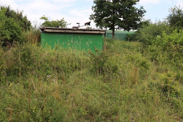 Černilov, Bukovina, 22.7.2021
Zpustlá třešňovka u Okrouhlíku.
Klíčová slova: Černilov Bukovina třešňovka Piletice Agriotes gallicus