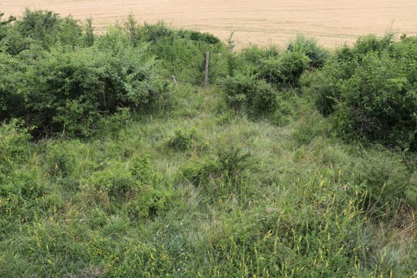 Černilov, Bukovina, 22.7.2021
Zpustlá třešňovka u Okrouhlíku.
Mots-clés: Černilov Bukovina třešňovka Piletice Agriotes gallicus