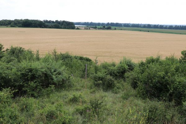 Černilov, Bukovina, 22.7.2021
Zpustlá třešňovka u Okrouhlíku.
Klíčová slova: Černilov Bukovina třešňovka Piletice Agriotes gallicus