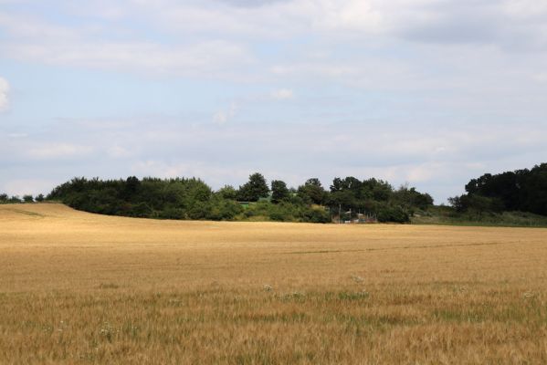 Černilov, Bukovina, 22.7.2021
Zpustlá třešňovka u Okrouhlíku.
Keywords: Černilov Bukovina třešňovka Piletice