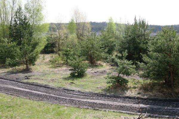 Bukovina nad Labem, 27.4.2010
Popílkoviště Opatovické elektrárny, část zarůstající dřevinami. 
Klíčová slova: Bukovina nad Labem popílkoviště