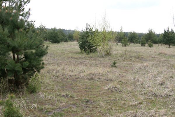 Bukovina nad Labem, 27.4.2010
Popílkoviště Opatovické elektrárny. Biotop kovaříků Cardiophorus asellus a Dicronychus equisetioides. 
Klíčová slova: Bukovina nad Labem popílkoviště Dicronychus equisetioides Cardiophorus asellus