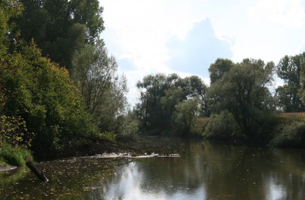 Vysoká nad Labem, 4.10.2008
Labe u rezervace Hrozná.
Klíčová slova: Vysoká nad Labem Labe Hrozná