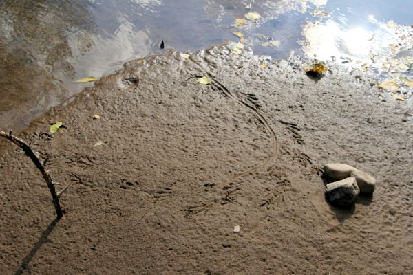 Vysoká nad Labem, 4.10.2008
Stopy v písku. Štěrkové náplavy Labe mezi Vysokou nad Labem a Bukovinou.
Klíčová slova: Vysoká nad Labem Labe