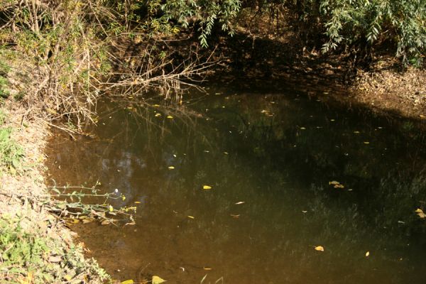 Vysoká nad Labem, 4.10.2008
Tůň na štěrkových náplavech Labe mezi Vysokou nad Labem a Bukovinou.
Klíčová slova: Vysoká nad Labem Labe