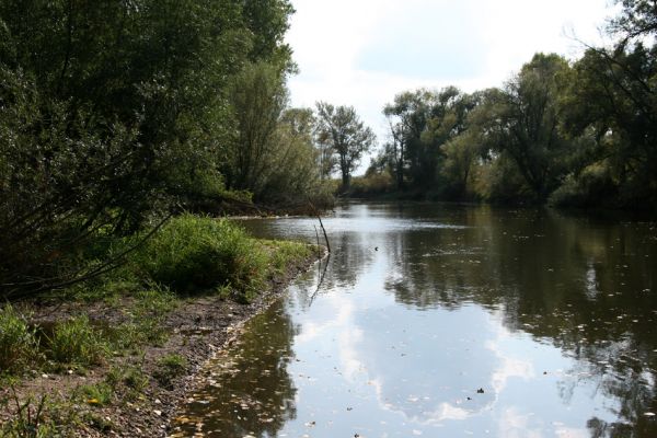 Vysoká nad Labem, 4.10.2008
Štěrkové náplavy Labe mezi Vysokou nad Labem a Bukovinou.
Klíčová slova: Vysoká nad Labem Labe