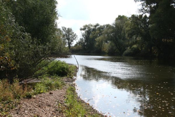 Vysoká nad Labem, 4.10.2008
Štěrkové náplavy Labe mezi Vysokou nad Labem a Bukovinou.
Schlüsselwörter: Vysoká nad Labem Labe