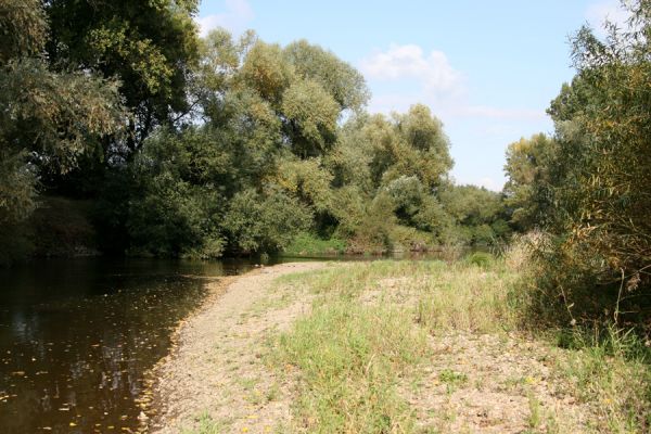 Vysoká nad Labem, 4.10.2008
Štěrkové náplavy Labe mezi Vysokou nad Labem a Bukovinou.
Klíčová slova: Vysoká nad Labem Labe