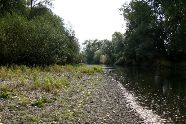 Vysoká nad Labem, 4.10.2008
Štěrkové náplavy Labe mezi Vysokou nad Labem a Bukovinou.
Klíčová slova: Vysoká nad Labem Labe