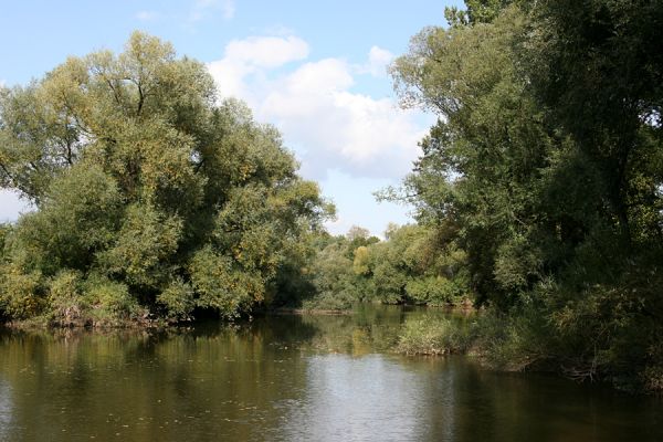 Vysoká nad Labem, 4.10.2008
Labe u rezervace Hrozná.
Schlüsselwörter: Vysoká nad Labem Labe Hrozná