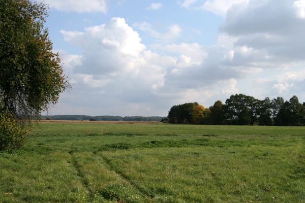 Bukovina nad Labem, 4.10.2008
Záplavová luka mezi Vysokou nad Labem a Bukovinou. Pohled k východu.
Klíčová slova: Vysoká nad Labem Bukovina záplavová louka