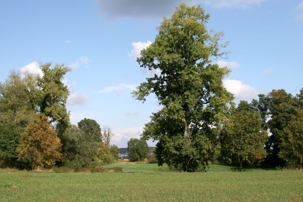 Vysoká nad Labem, 4.10.2008
Pohled ze záplavových luk mezi Vysokou nad Labem a Bukovinou na Vysokou.
Klíčová slova: Vysoká nad Labem Bukovina záplavová louka