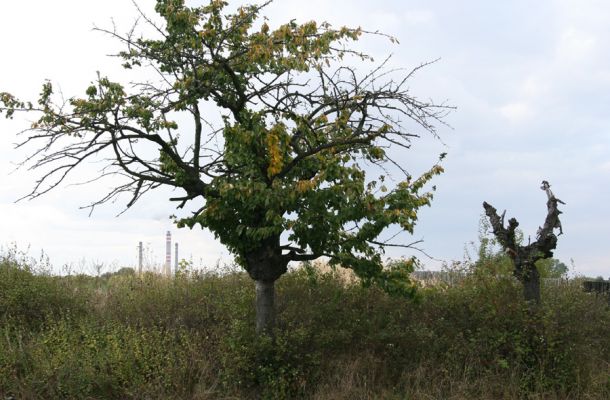 Bukovina nad Labem, 4.10.2008
Třešně na jižním okraji obce. Biotop krasce Anthaxia candens.
Schlüsselwörter: Bukovina nad Labem Anthaxia candens