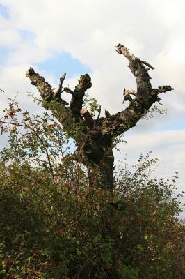 Bukovina nad Labem, 4.10.2008
Mrtvá třešeň na jižním okraji obce Bukovina. Biotop krasce Anthaxia candens.
Klíčová slova: Bukovina nad Labem Anthaxia candens