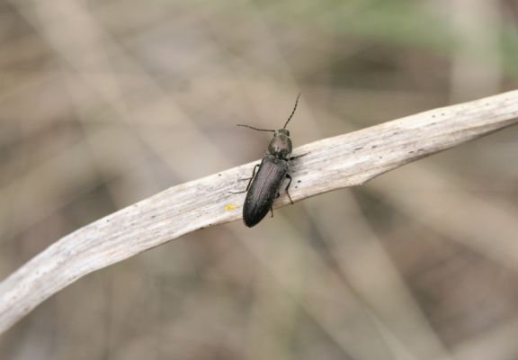 Bukovina nad Labem, 5.5.2017
Odkaliště elektrárenského popílku - kovařík Cidnopus aeruginosus.
Klíčová slova: Bukovina nad Labem odkaliště Cidnopus aeruginosus