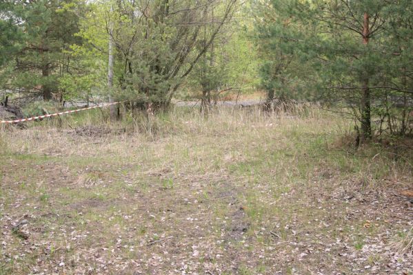 Bukovina nad Labem, 5.5.2017
Odkaliště elektrárenského popílku. Biotop kovaříka Cidnopus aeruginosus.
Klíčová slova: Bukovina nad Labem odkaliště Cidnopus aeruginosus