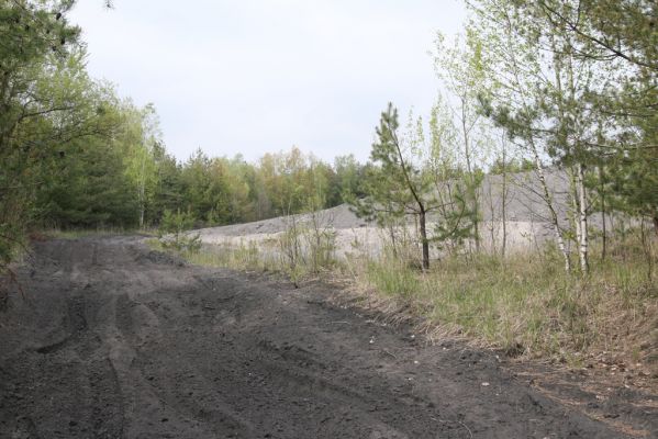 Bukovina nad Labem, 5.5.2017
Odkaliště elektrárenského popílku. Biotop kovaříka Cidnopus aeruginosus.
Klíčová slova: Bukovina nad Labem odkaliště Cidnopus aeruginosus