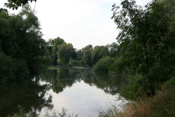 Bukovina, 5.9.2008
Ostrovy v meandru Labe u obce Bukovina. Tento meandr je poslední dochovaná část českého nížinného toku Labe.
Klíčová slova: Bukovina meandr Labe