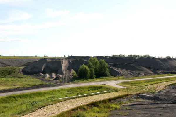 Bukovina nad Labem, 7.6.2009
Popílkoviště Opatovické elektrárny. 
Klíčová slova: Bukovina nad Labem Dicronichus eguisetioides Cicindela arenaria břehule