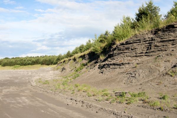 Bukovina nad Labem, 7.6.2009
Popílkoviště Opatovické elektrárny. Na svahu vpravo hnízdiště břehulí.
Klíčová slova: Bukovina nad Labem Dicronichus eguisetioides Cicindela arenaria břehule