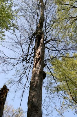 Vysoké Chvojno - Buky, 14.4.2009
Starý buk po brutálním útoku datla.
Klíčová slova: Vysoké Chvojno Buky u Vysokého Chvojna Osmoderma barnabita Crepidophorus mutilatus Elater ferrugineus Brachygonus dubius