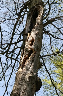 Vysoké Chvojno - Buky, 14.4.2009
Starý buk po brutálním útoku datla.




Schlüsselwörter: Vysoké Chvojno Buky u Vysokého Chvojna Osmoderma barnabita Crepidophorus mutilatus Elater ferrugineus Brachygonus dubius