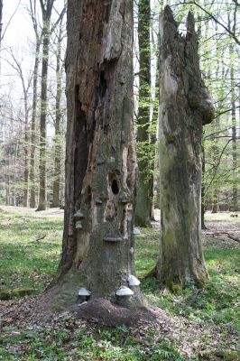 Vysoké Chvojno - Buky, 14.4.2009
Nějaký ochranářsky nevzdělaný datel (možná to byla organizovaná skupina datlů - což by podstatně zvýšilo trestní sazbu za jejich odsouzeníhodný delikt), zde vysekal několik otvorů do dutiny buku. Následně došlo k sežrání celé kolonie vypasených larev páchníků (evropsky chráněného druhu!!!). 
Schlüsselwörter: Vysoké Chvojno Buky u Vysokého Chvojna Osmoderma barnabita Crepidophorus mutilatus Elater ferrugineus Brachygonus dubius