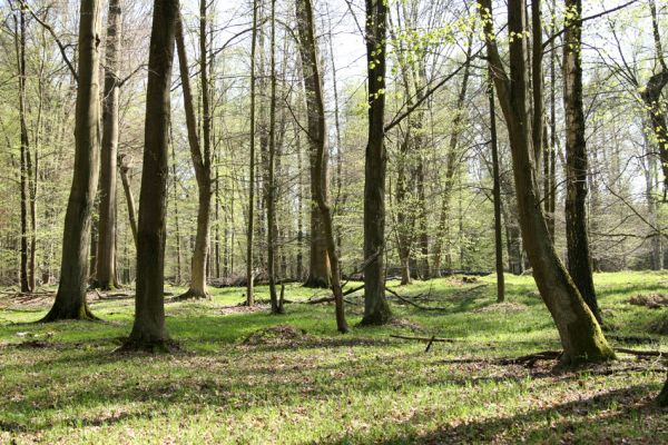 Vysoké Chvojno - Buky, 14.4.2009
Jaro v rezervaci Buky u Vysokého Chvojna.


Klíčová slova: Vysoké Chvojno Buky u Vysokého Chvojna