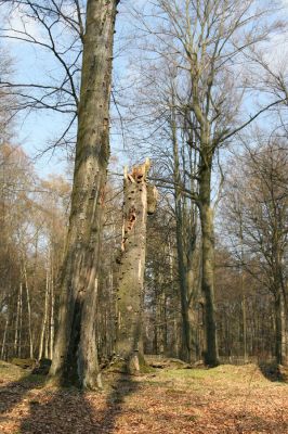 Vysoké Chvojno, 16.4.2010
Rezervace Buky u Vysokého Chvojna. 
Klíčová slova: Vysoké Chvojno Buky Stenagostus rhombeus