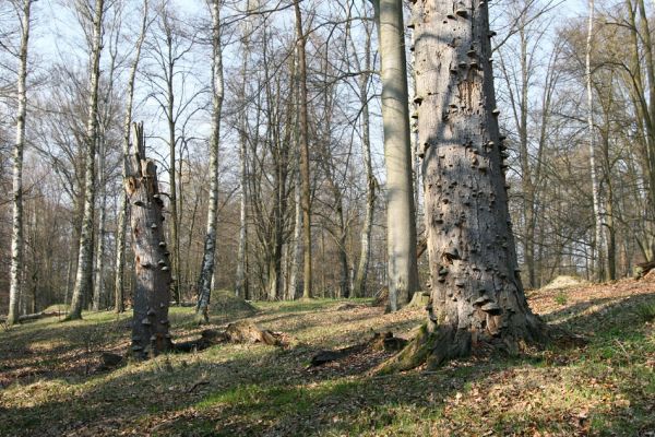 Vysoké Chvojno, 16.4.2010
Rezervace Buky u Vysokého Chvojna. 
Schlüsselwörter: Vysoké Chvojno Buky Stenagostus rhombeus