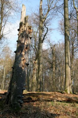 Vysoké Chvojno, 16.4.2010
Rezervace Buky u Vysokého Chvojna. 
Schlüsselwörter: Vysoké Chvojno Buky Stenagostus rhombeus